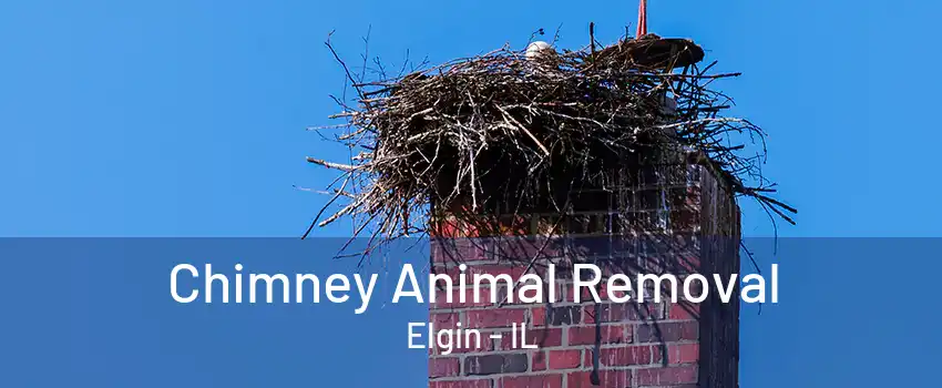 Chimney Animal Removal Elgin - IL