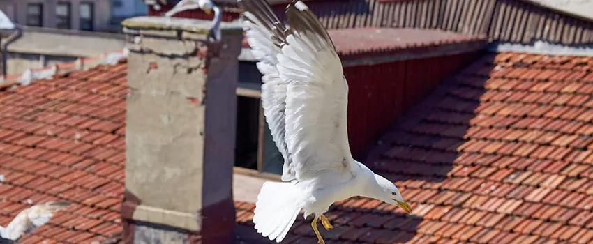 Residential Chimney Animal Removal Solution in Elgin, IL